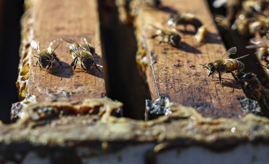 Honeybees work at a hive at the Heller Nature Center on April 6, 2023, in Highland Park. 
