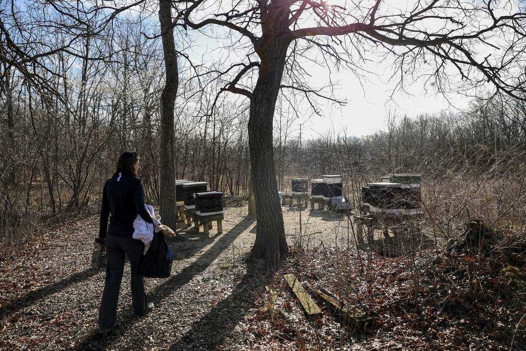 Naturalist Meghan Meredith walks an area with several beehives at Heller Nature Center in Highland Park.
