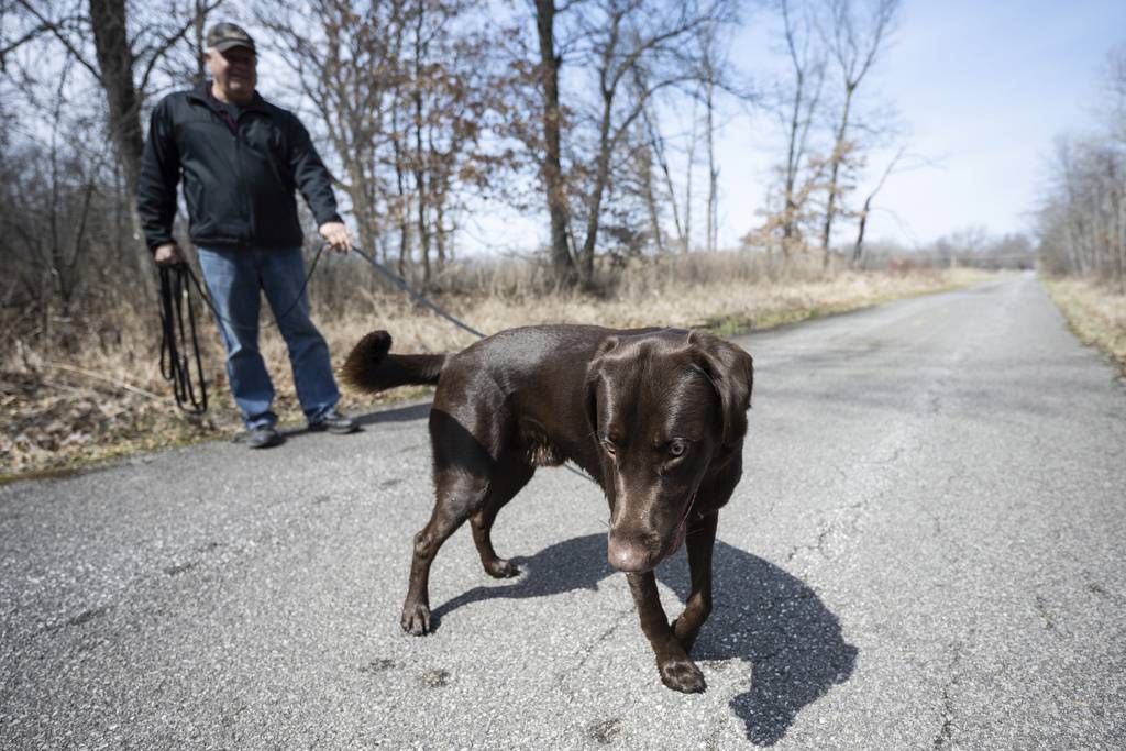 South Holland resident George Gunkel walks his son's dog, Moose, on the Oak Savannah Trail through the Oak Ridge Prairie on Thursday, March 30, 2023. (Kyle Telechan for the Post-Tribune)