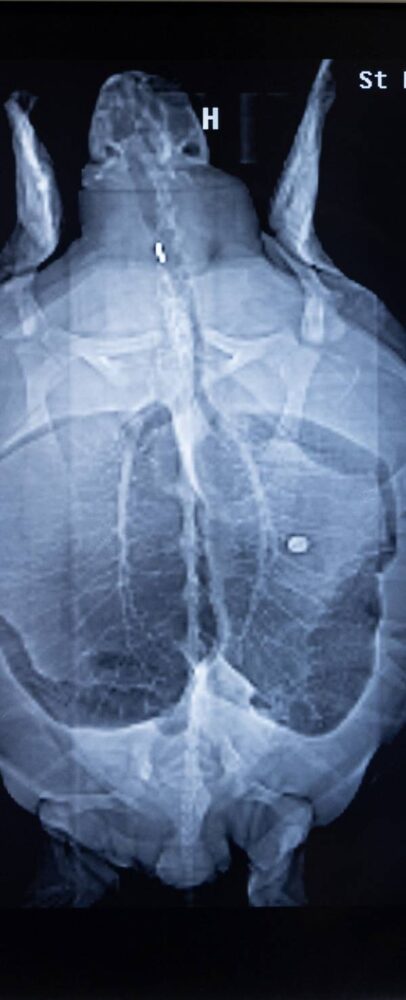 When an endangered sea turtle then known as Pete arrived on April 23, 2003, at the Shedd Aquarium in Chicago, the animal care team conducted an extensive physical exam. During an X-ray, veterinarians discovered a 1975 nickel lodged in the turtle’s esophagus. Once the coin was removed, Nickel had earned her endearing name. Shown are two coins — the nickel in the esophagus that then was removed and a dime in the lower GI tract.