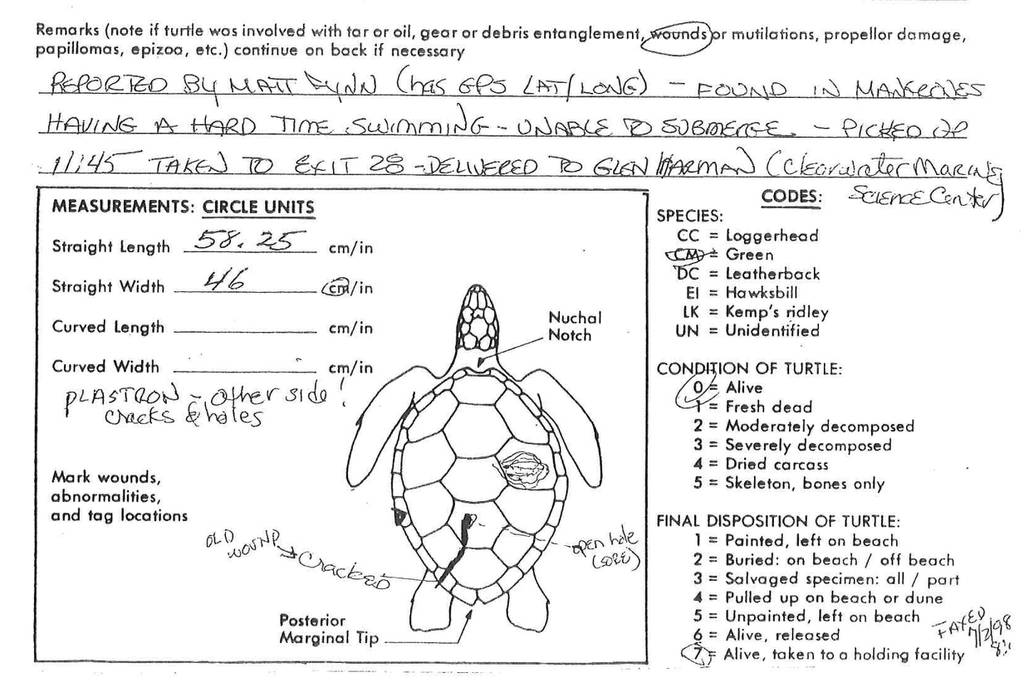 The sea turtle stranding report taken by Maura Kraus, principal environmental specialist with Collier County (Florida) Parks and Recreation, on July 1, 1998, noted several injuries on an injured green sea turtle's shell.