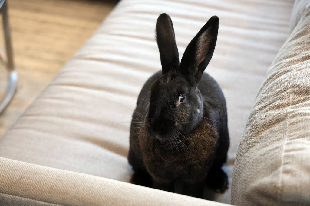 Erin Holcomb's rabbit Ziggy, who was previously vaccinated, was exposed to a rabbit hemorrhagic disease while boarded at Cuddle Bunny in Lakeview and is now quarantining at home, July 21, 2023.