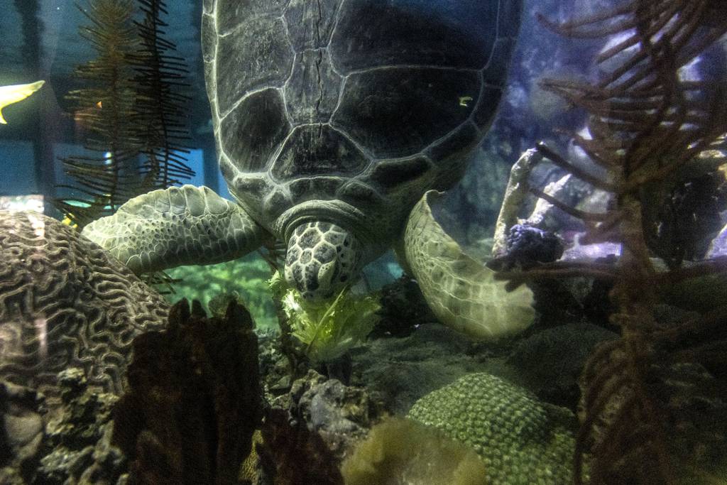 Nickel swims to the bottom of her tank to get lettuce after a training session at the Shedd Aquarium on June 8, 2023.