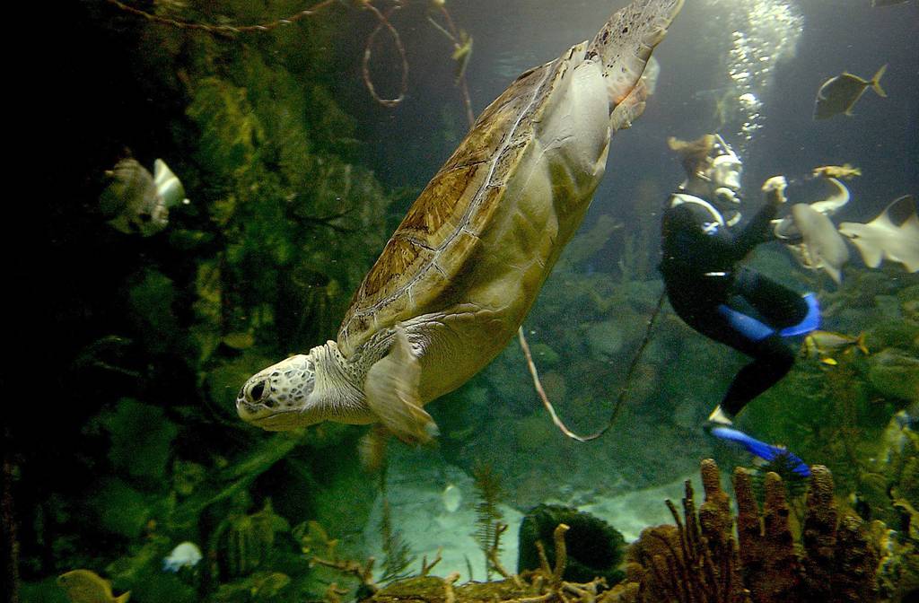 Nickel, a green sea turtle rescued near Goodland, Florida, swims the waters of the Shedd Aquarium's Caribbean Reef exhibit in its debut in 2003. Volunteer diver Stephanie Baranko, right, is seen feeding fish.