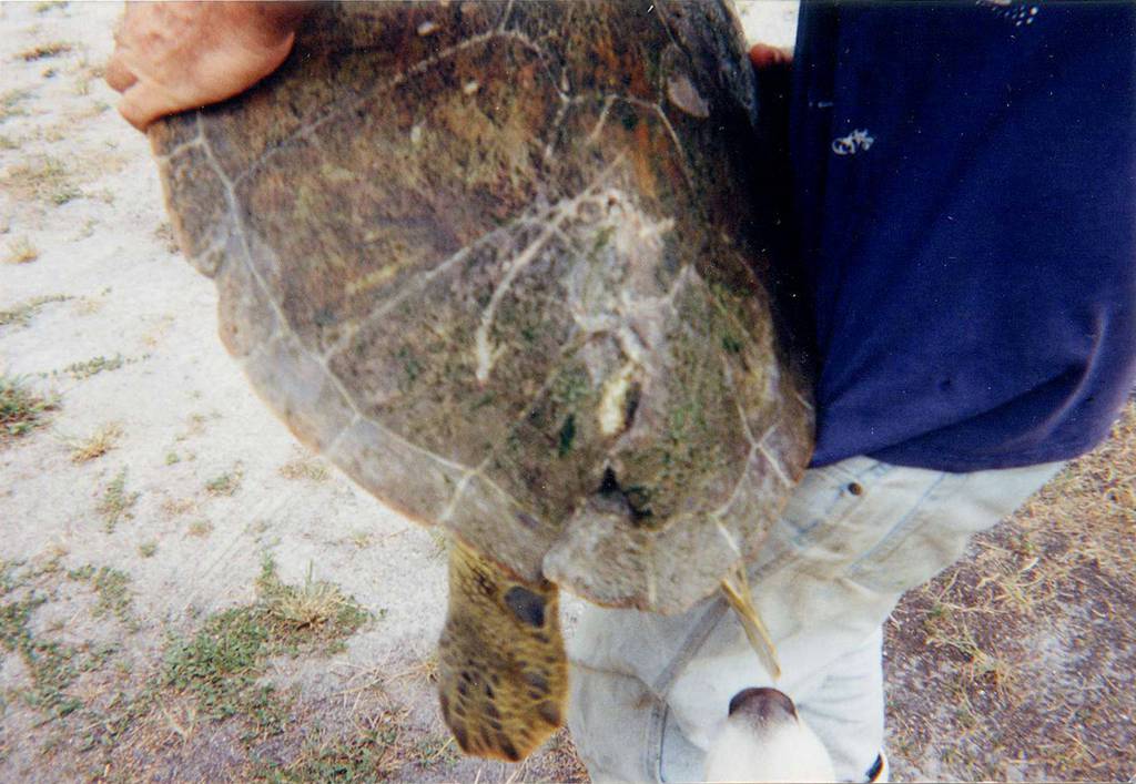 A green sea turtle found on July 1, 1998, had injuries that experts believe were the result of a boat strike. That turtle, later named Nickel, arrived in 2003, at the Shedd Aquarium in Chicago.