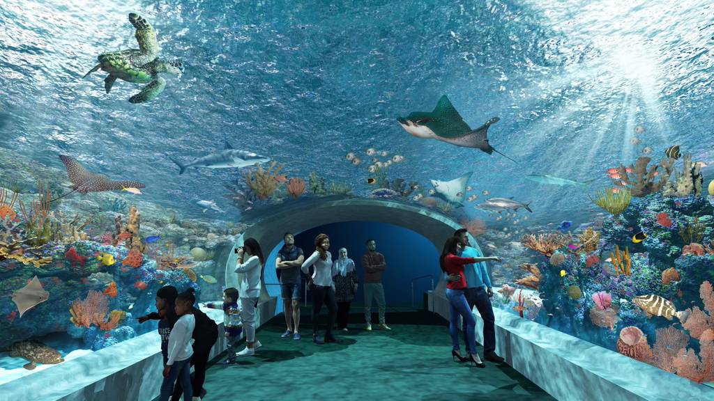 An artist's rendering shows a new Caribbean Reef plan in which visitors can walk through a tunnel to get a closer look at the tank's inhabitants — including Nickel.
