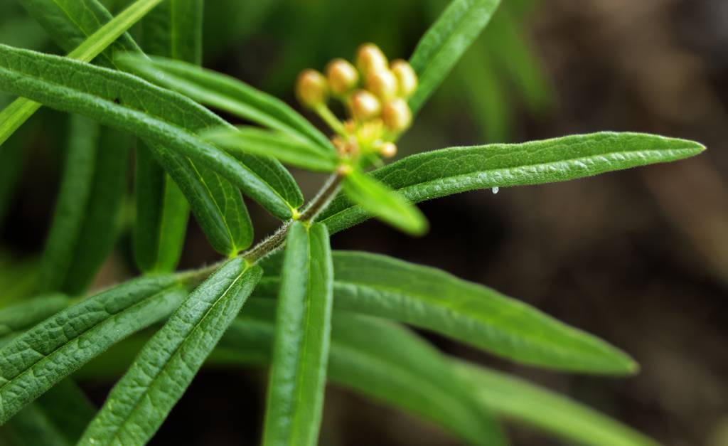 Martha Chiplis finds a tiny butterfly egg on a plant in the garden at her home in Berwyn, Aug. 10, 2023.