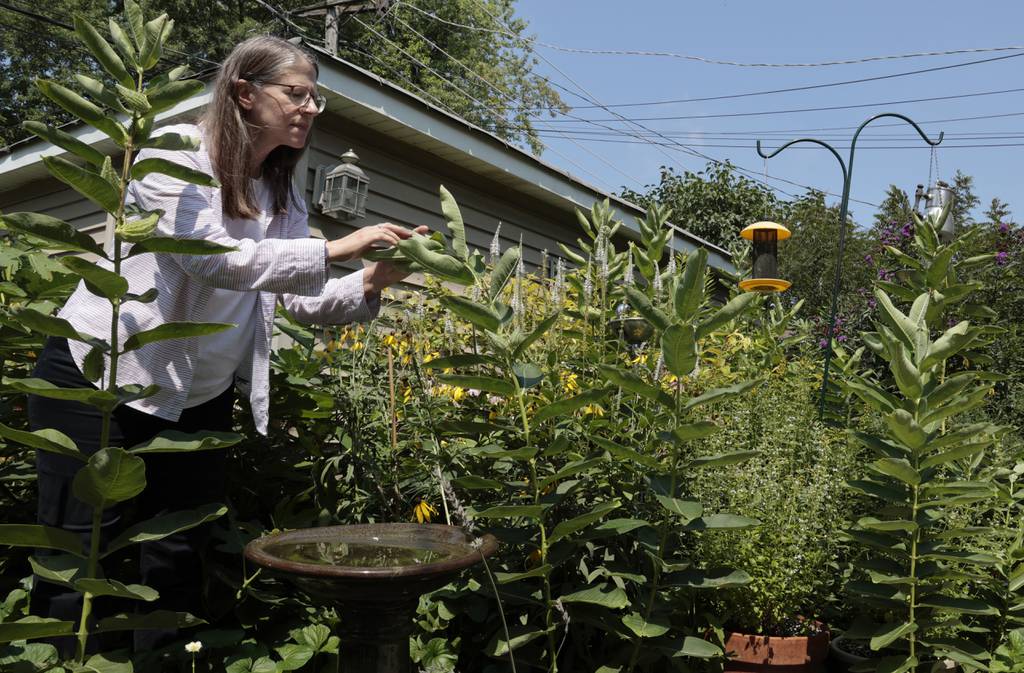 Martha Chiplis looks for eggs and caterpillars on milkweed plants and more in her garden outside her home in Berwyn, Aug. 10, 2023. 