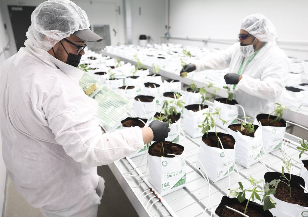 Nate Voorhees, left, and Daniel Castro, right, plant marijuana into pots inside of a grow room at Oregonix Farm, a craft cannabis cultivator in Huntley, on July 21, 2023.