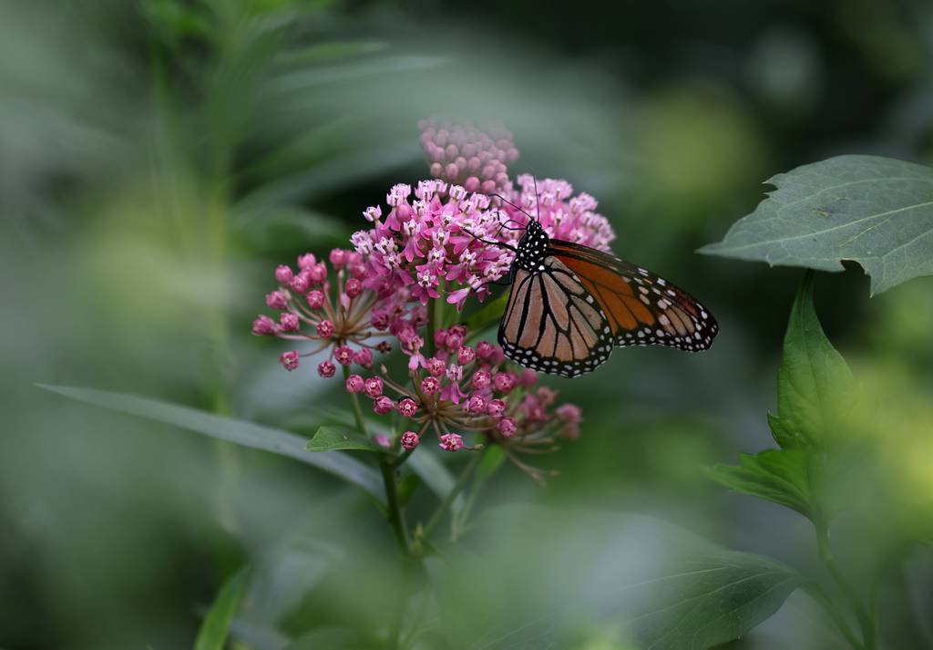 Monarch butterflies in the Rice Native Garden, just outside the Field Museum Aug. 9, 2023.  