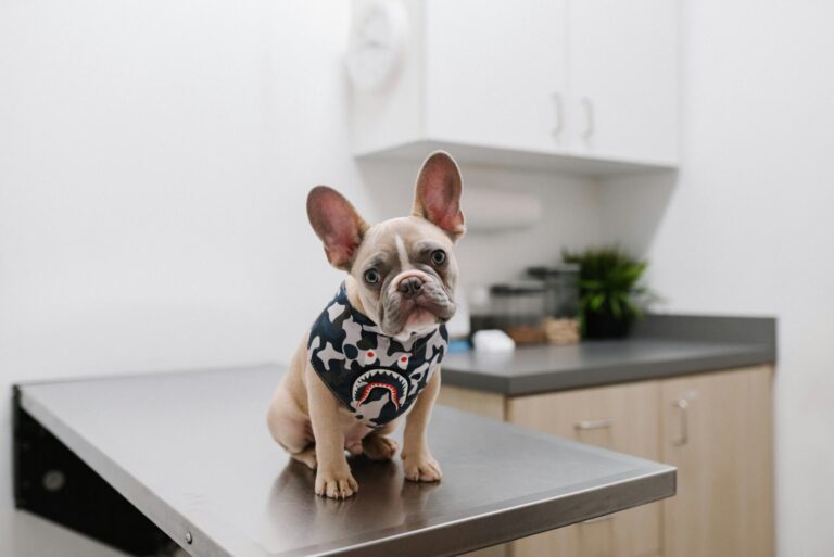 Lower family costs through preventive pet care